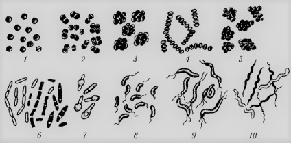 Regatul Bacteriilor