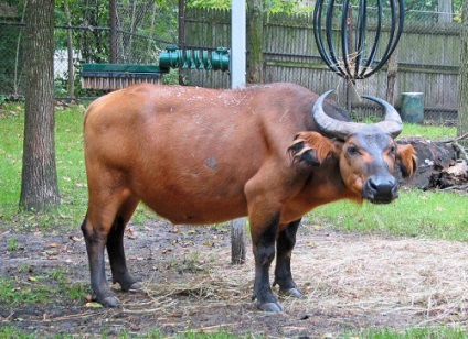 Tselebesky pygmy bivol (anoa) recenzie, fotografie