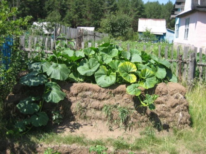 Care este diferența dintre dovlecei de dovlecel și care este diferența dintre legume, diferențe cheie, fotografie