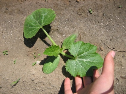 Care este diferența dintre dovlecei de dovlecel și care este diferența dintre legume, diferențe cheie, fotografie