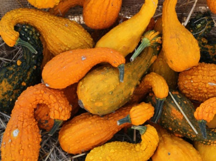 Care este diferența dintre dovlecei de dovlecel și care este diferența dintre legume, diferențe cheie, fotografie