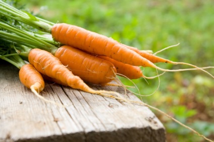 Cum să hrăniți terenul în toamnă pentru morcovi