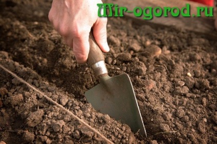 Cum să fertilizeze terenul în toamnă pentru morcovi