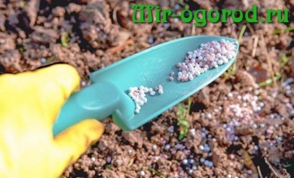 Cum să fertilizeze terenul în toamnă pentru morcovi