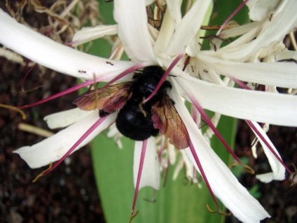 Negru dulgher de albine - descriere (fotografie, video)