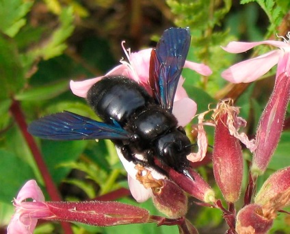 Negru dulgher de albine - descriere (fotografie, video)