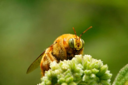 Negru dulgher de albine - descriere (fotografie, video)