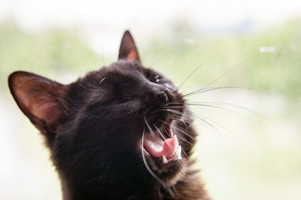 Pisica neagra - din fericire - echitabil de maestri - manual, manual