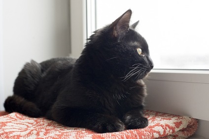 Pisica neagra - din fericire - echitabil de maestri - manual, manual