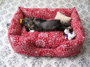 Ce să faci dacă câinele rupe în mod constant lenjeria de pat, canisa de câine este un labrador