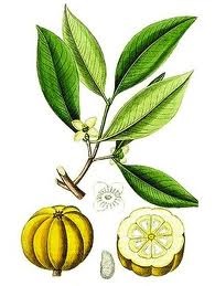 Ce este Garcinia Cambodian