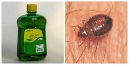 Tsifoks de bedbugs cum să utilizați, cum să se ocupe de unde să cumpere