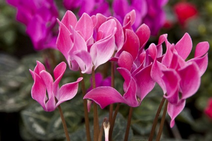 Cyclamen, picături în nas pe baza ciclamenului