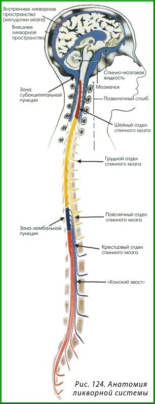 Circulația lichiorului - stadopedie