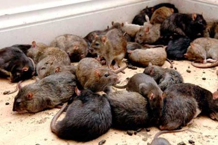 Mijloace împotriva șobolanilor și șoarecilor - ce trebuie folosit în casă, recenzii ale clienților