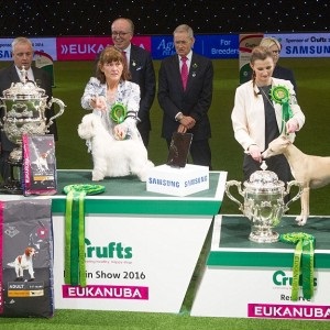 Crufts 2016 cel mai bun în show și prezentare câștigător vest highland alb terrier ch burneze geordie