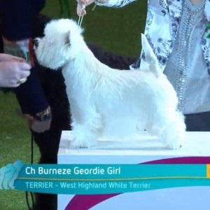 Crufts 2016 cel mai bun în show și prezentare câștigător vest highland alb terrier ch burneze geordie