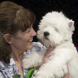 Crufts 2016 cel mai bun în show și prezentare câștigător vest highland alb terrier ch burneze geordie