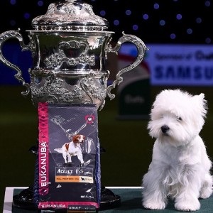 Crufts 2016 cel mai bun în show și prezentare câștigător vest highland alb terrier ch burneze geordie