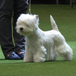 Crufts 2016 cel mai bun în show și prezentare câștigător vest highland alb terrier ch burneze geordie