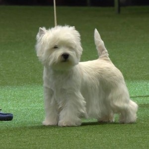 Crufts 2016 cel mai bun în show și prezentare câștigător vest highland alb terrier ch burneze geordie