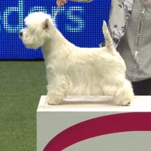 Crufts 2016 cel mai bun în show și prezentare câștigător vest highland alb terrier ch burneze geordie