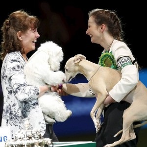 Crufts 2016 cel mai bun în show și prezentare câștigător vest highland alb terrier ch burneze geordie