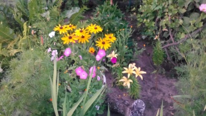 Colectarea de flori de paturi de gradina mea de legume, care afectează în mod favorabil organismul