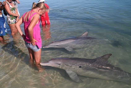 Delfinii navighează să se uite la oameni pe plaja maimuță mia în Australia - fotografie, articole