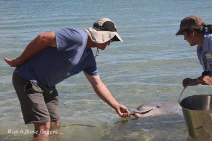 Delfinii navighează să se uite la oameni pe plaja maimuță mia în Australia - fotografie, articole
