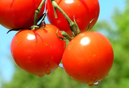 Soiuri determinante de tomate îngrijire minimă, randament maxim