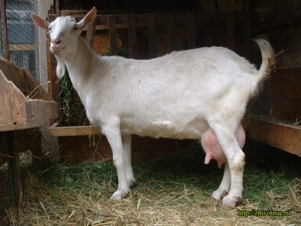 Caprine domestice - îngrijirea caprinelor - creșterea caprelor