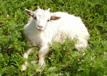 Caprine domestice - îngrijirea caprinelor - creșterea caprelor