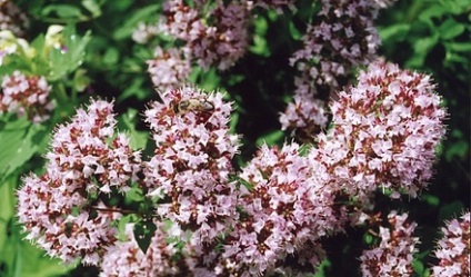 Oregano tulajdonságok és alkalmazás a női betegségekből