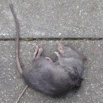 Remediu eficient pentru șobolani și șoareci, moartea șobolanilor otrăvitori de la rozătoare