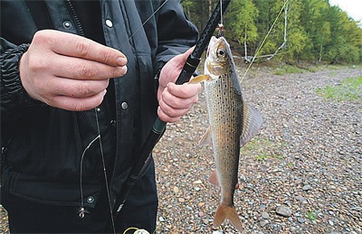 Notele Yenisei - pescuit în Krasnoyarsk - pescar ziar - pescar № 25