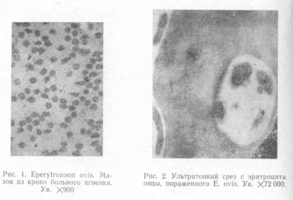 Eeperitrozonoza ovinelor eperitrozoozelor ovium