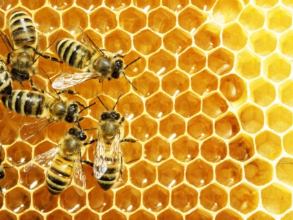 Dacă ați fost mușcați de o albină ... este important să cunoașteți pe toată lumea