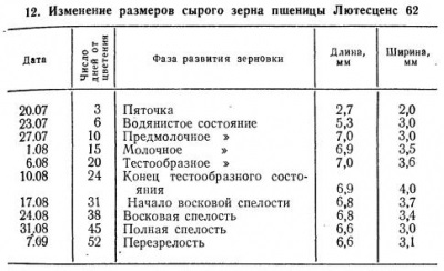 Formarea boabelor de grâu - totul despre tehnologia produselor de panificație