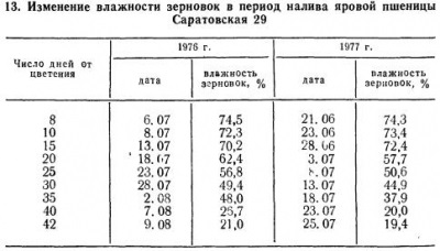 Formarea boabelor de grâu - totul despre tehnologia produselor de panificație