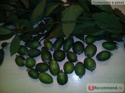 Fructe de feijoa - 