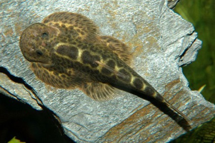 Gastromis ptoleatus vagy hal-gitár tartalom és ellátás fénykép, akváriumi halak