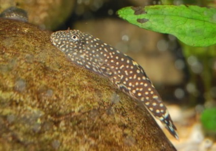 Gastromis ptoleatus sau conținut de pește-chitară și fotografie de îngrijire, pești de acvariu