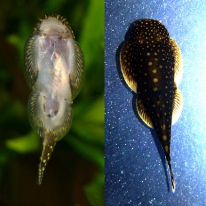 Gastromis ptoleatus sau conținut de pește-chitară și fotografie de îngrijire, pești de acvariu