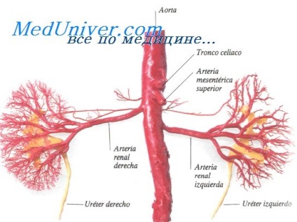 Semnificația hemodinamică a leziunilor vasculare
