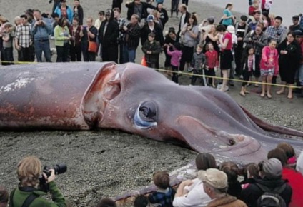 Calmarul gigant a fost prins în Japonia