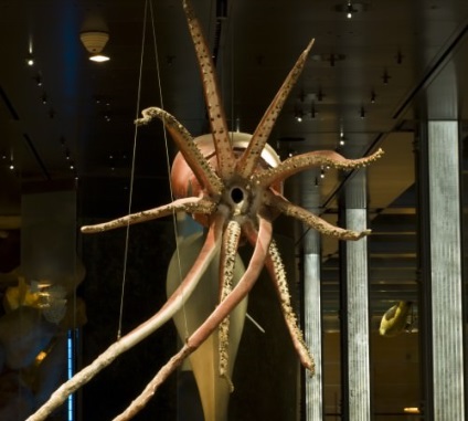 Giant squid sau arhitectoită (lat