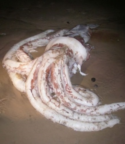 Giant squid sau arhitectoită (lat