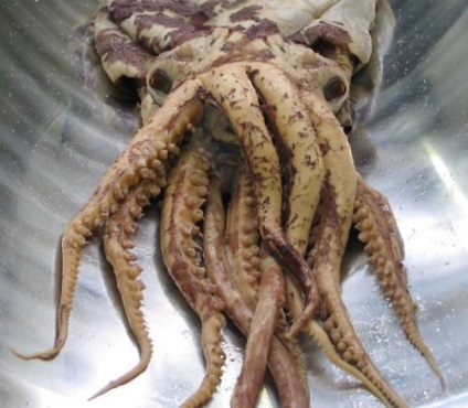 Giant squid sau arhitectoită (lat