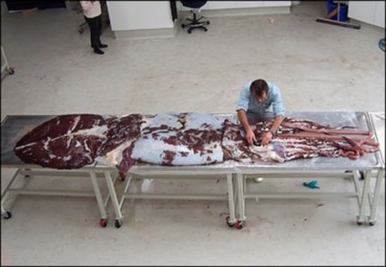 Giant squid sau arhitectoită (lat